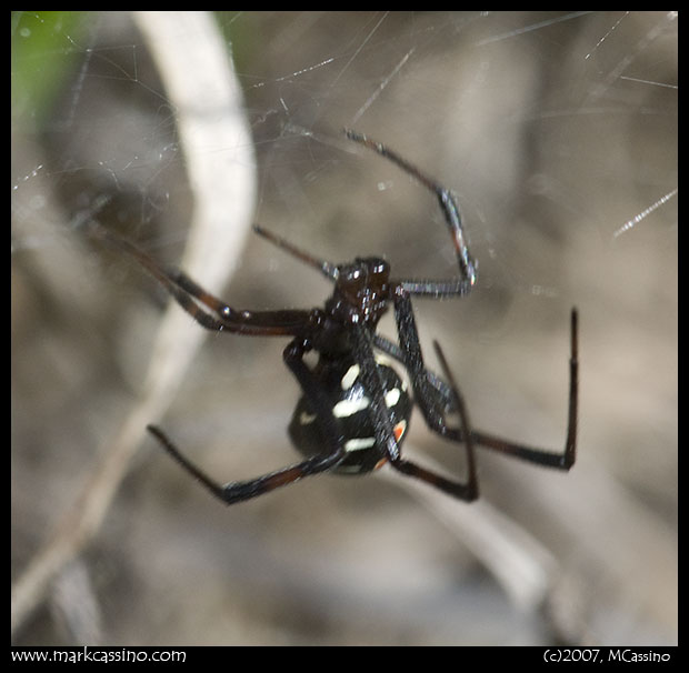 Northern Black Widow Spider