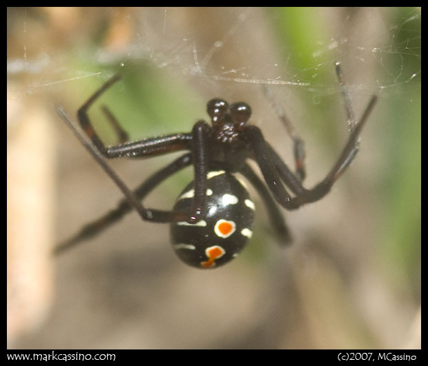 rare albino black widow spider