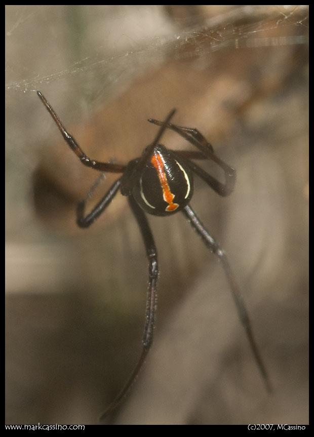 Northern Black Widow Spider