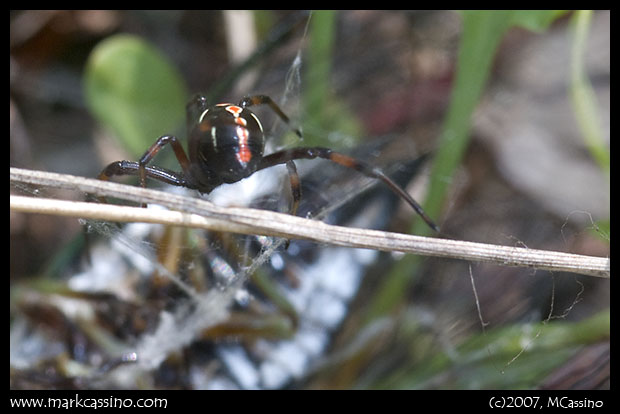 Northern Black Widow Spider