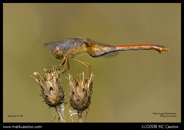 Autumn Dragon