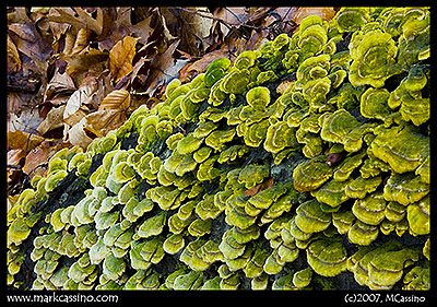 Fungus and Leaves