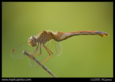 Yellow Legged Meadowhawk Dragonfly