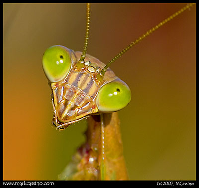Mantis