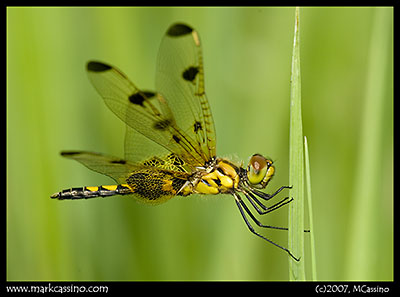 Dragonfly