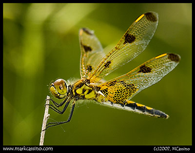 Dragonfly