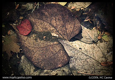 November Still LIfe