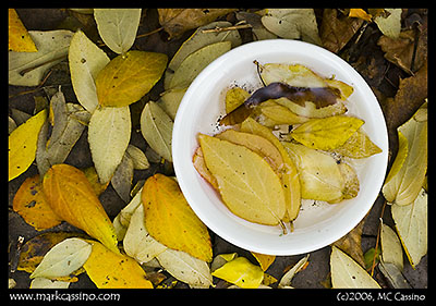 November Still LIfe