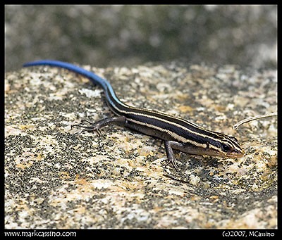 Five Lined Skink