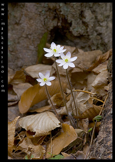 Hepatica