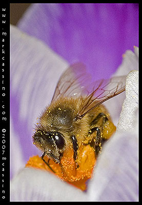 apis mellifera