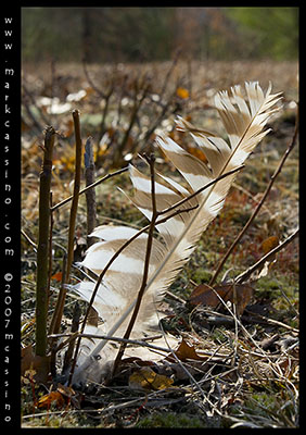 Hawk Feather