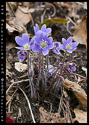 Blue Hepatica