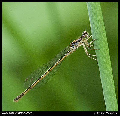 Damselfly