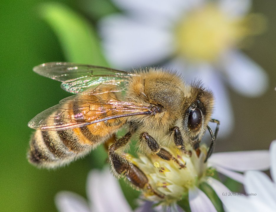 Honey Bees (Apis Mellifera ) On Atumn Aster