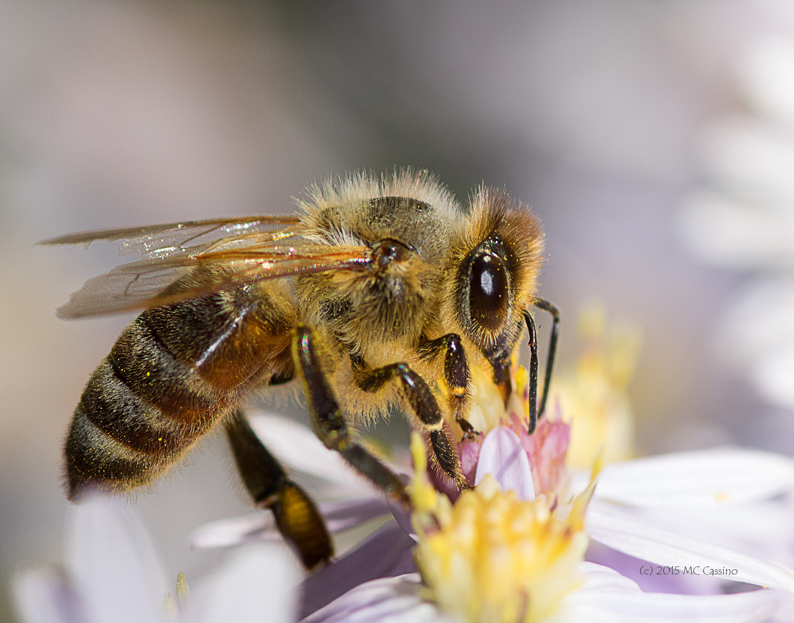 Honey Bees In Autumn Aster | Photo-natural.com