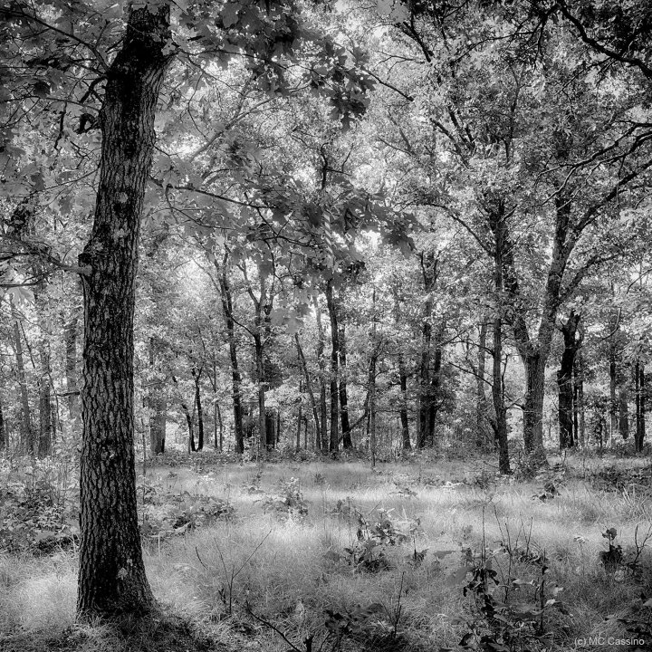 Afternoon On The Oak Savannah