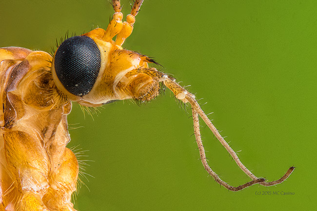 Crane Fly, 4x Lifesized