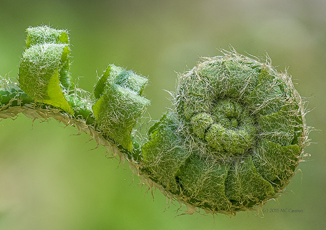 Fern Fiddlehead