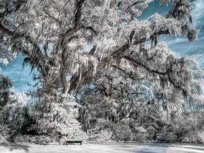 Tree at Magnolia Gardens