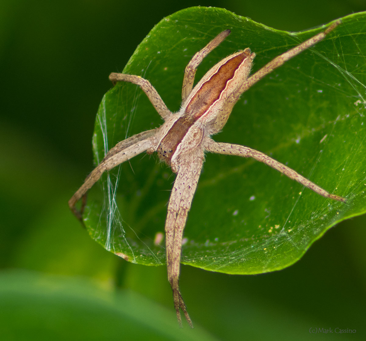 Insects and Spiders