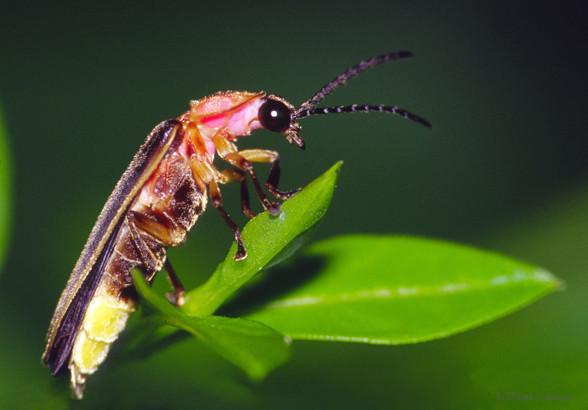 Insects and Spiders