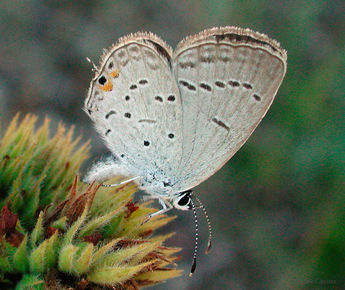 Insects and Spiders