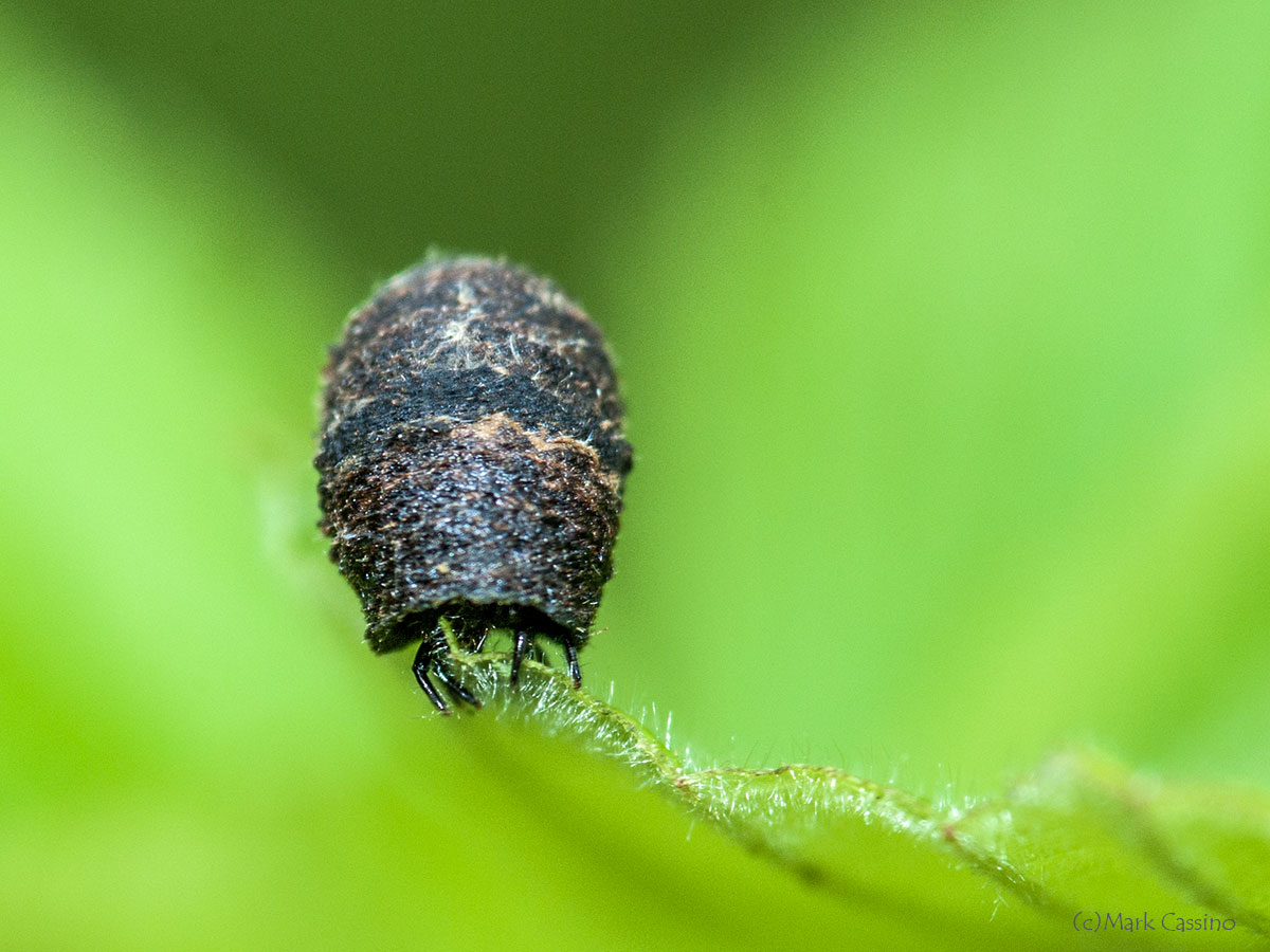 Insects and Spiders