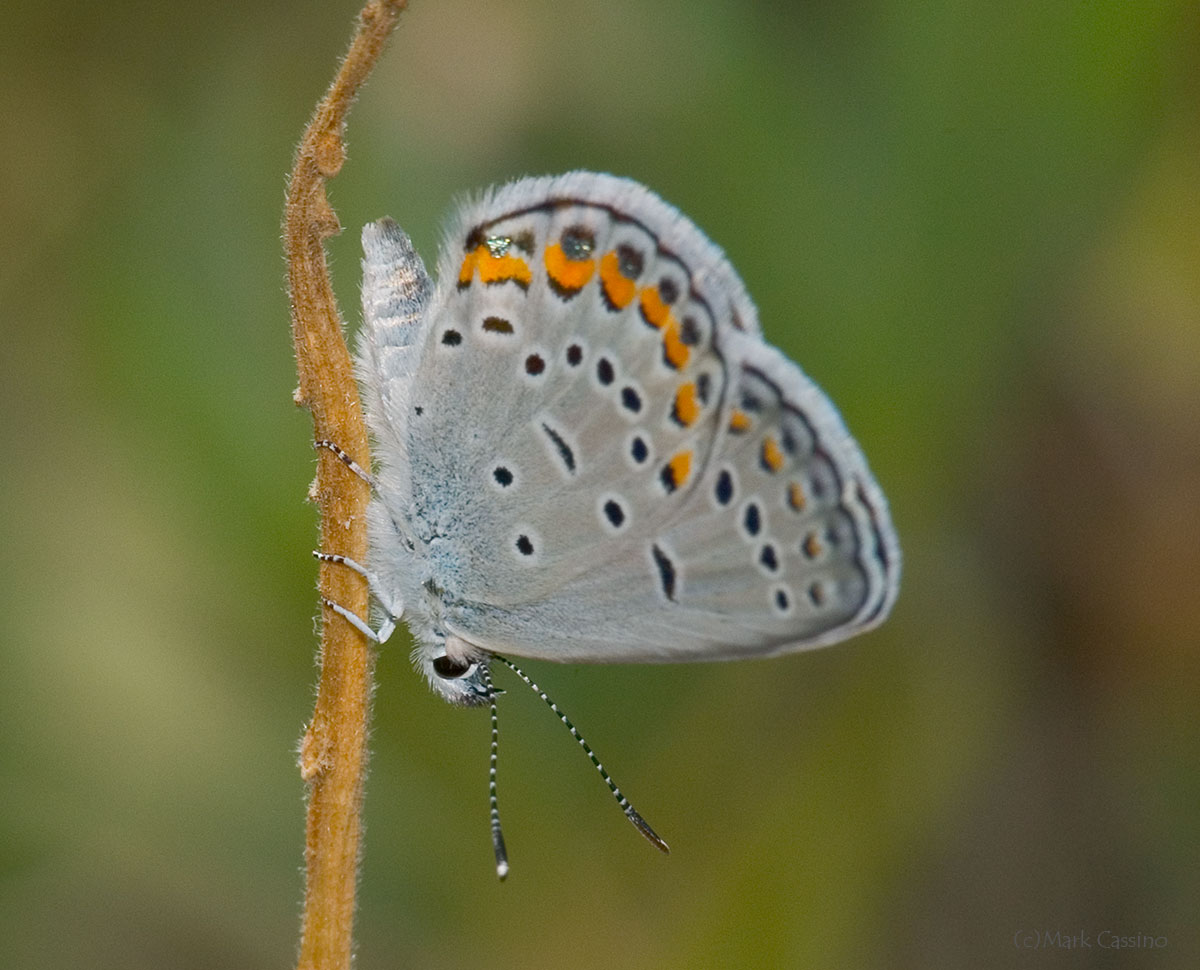 Insects and Spiders