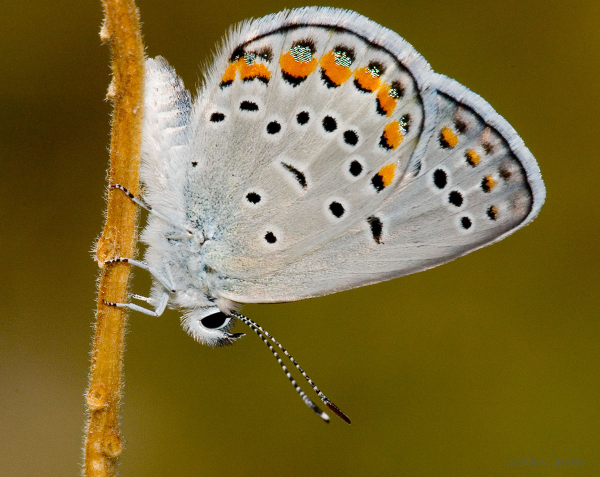 Insects and Spiders