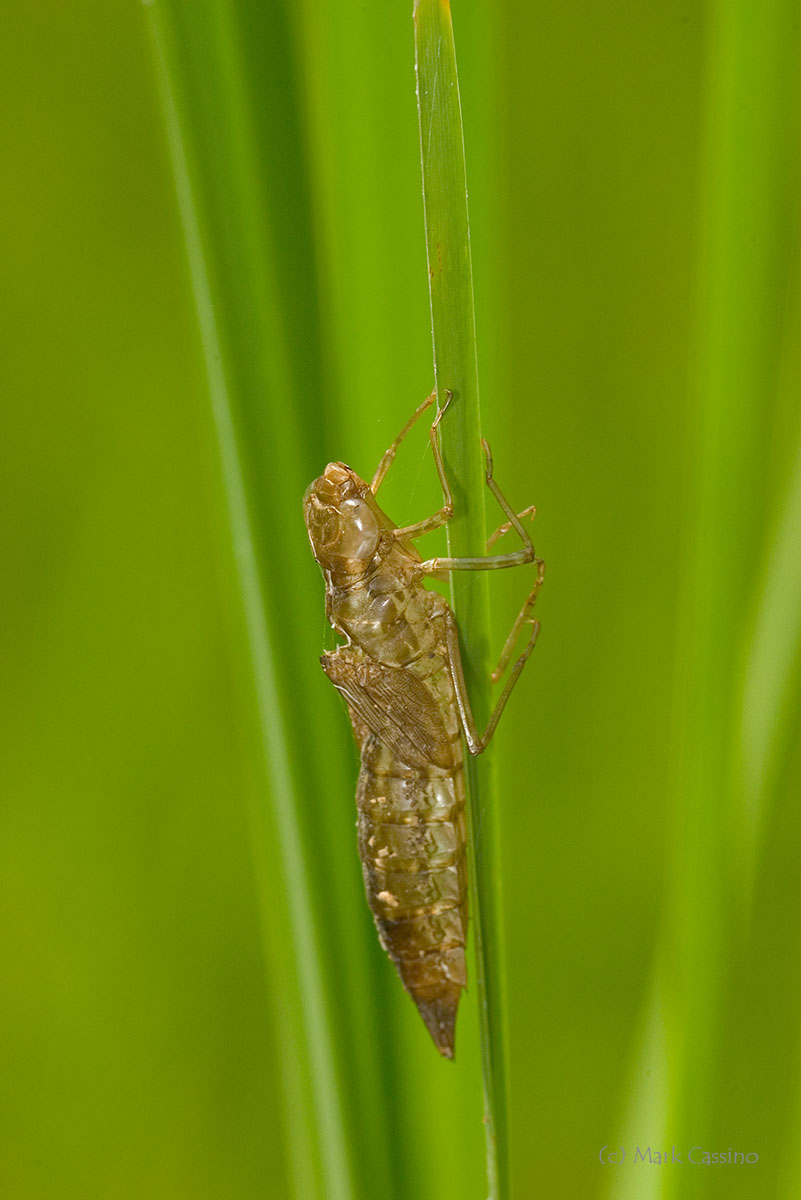 Insects and Spiders