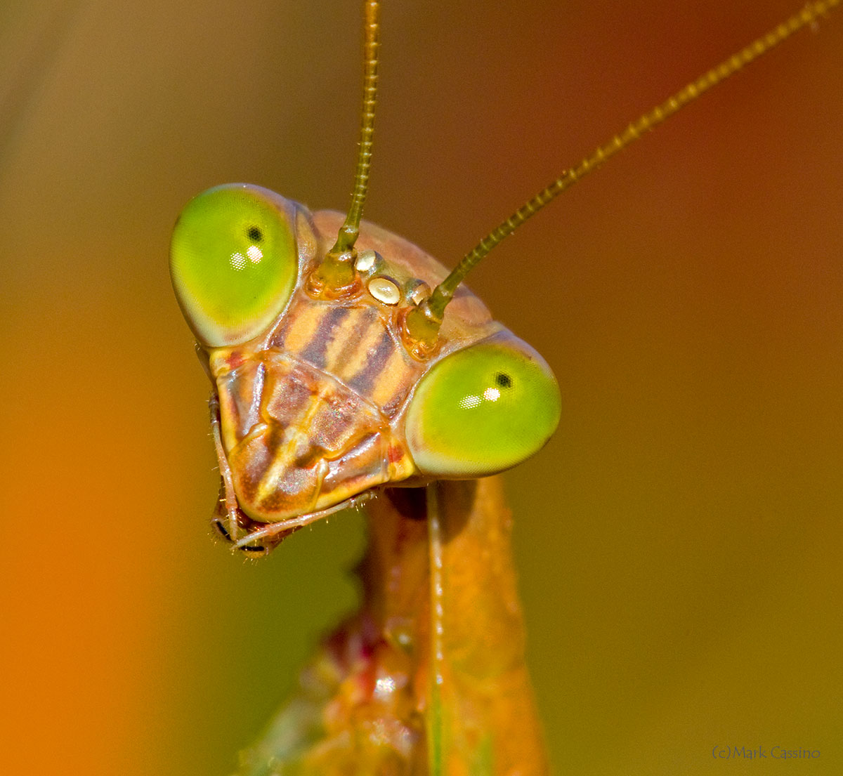 Insects and Spiders