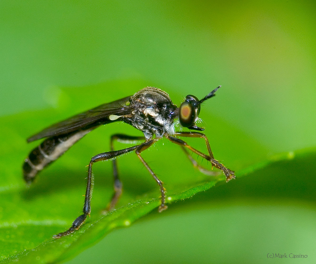 Insects and Spiders