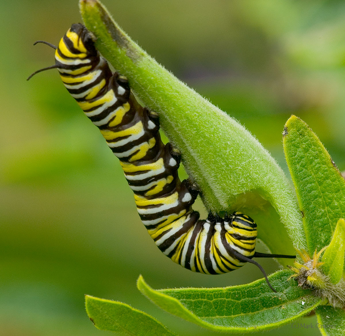 Insects and Spiders