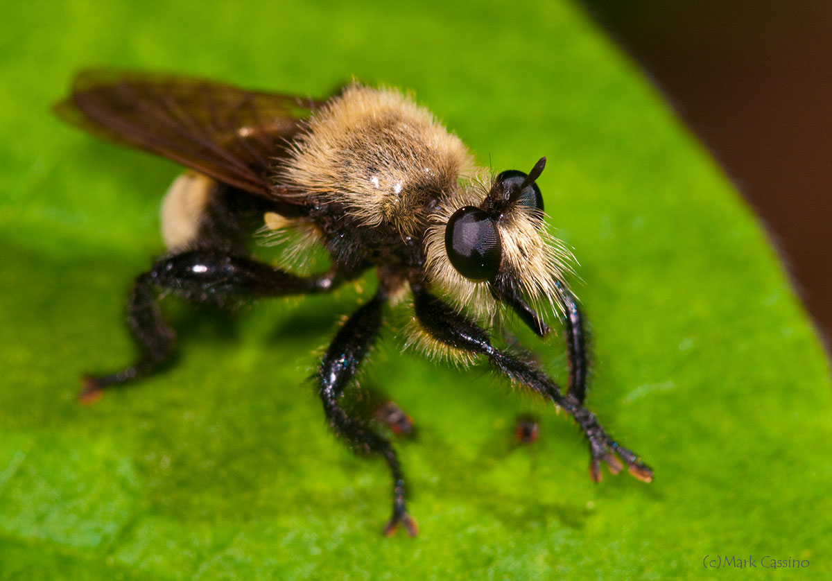 Insects and Spiders