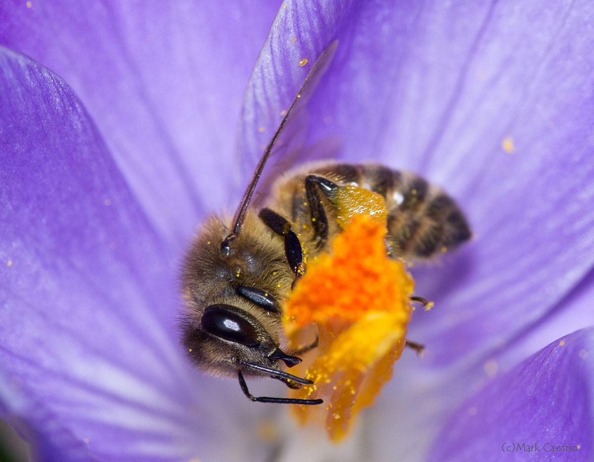 Insects and Spiders