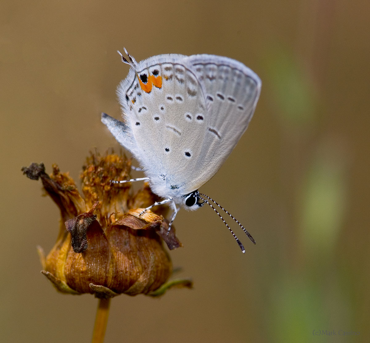 Insects and Spiders