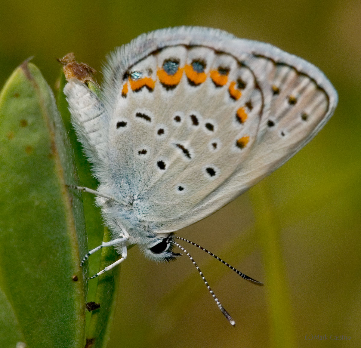 Insects and Spiders