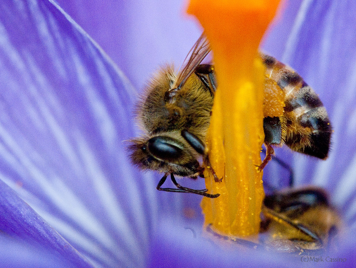 Insects and Spiders