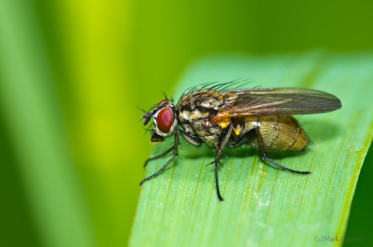 Insects and Spiders