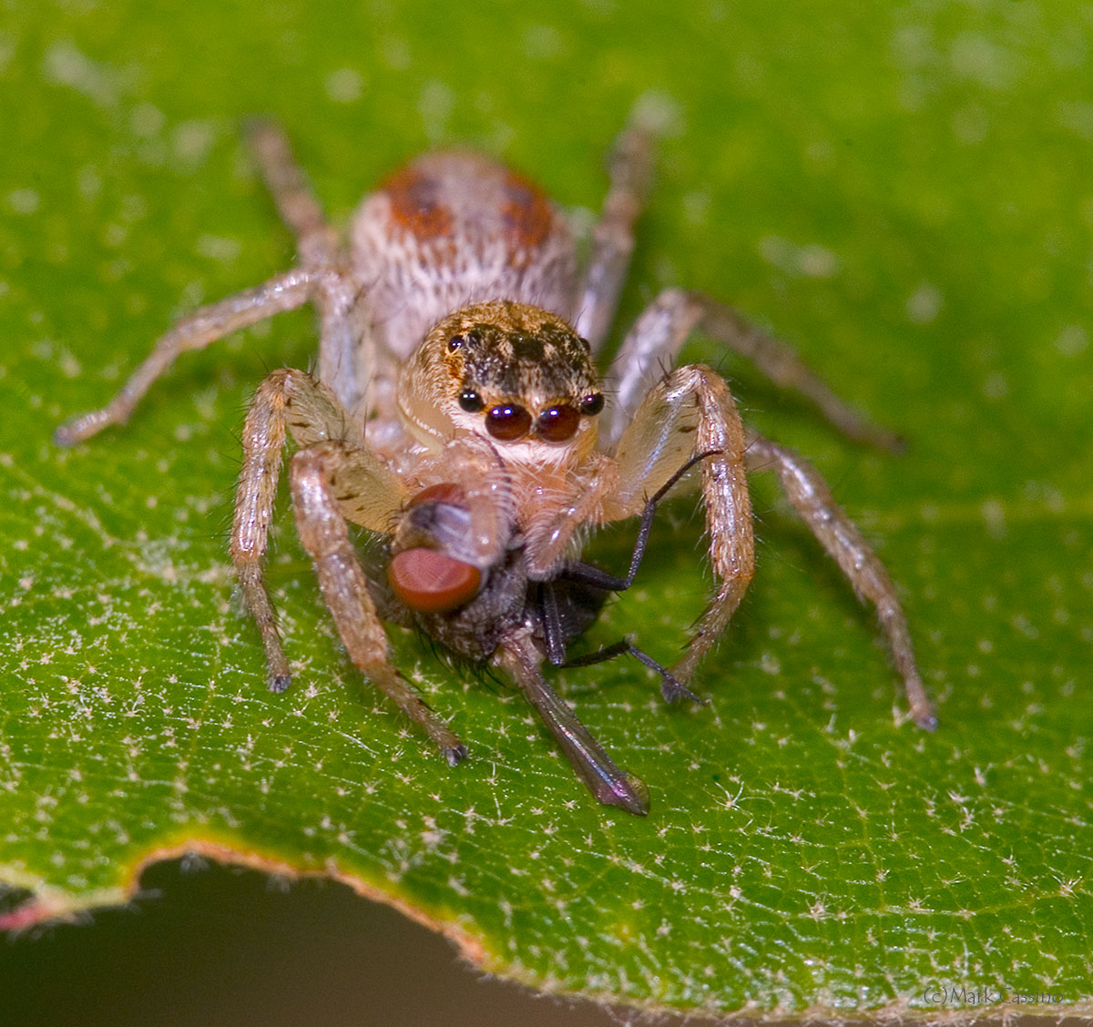 Insects and Spiders