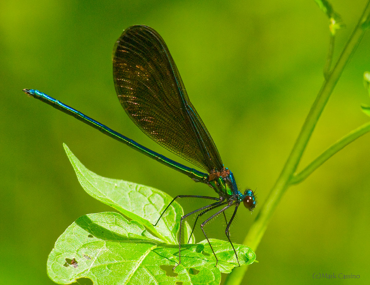 Insects and Spiders