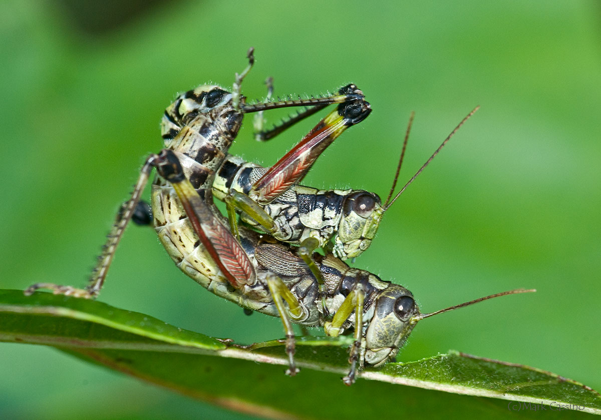 Insects and Spiders