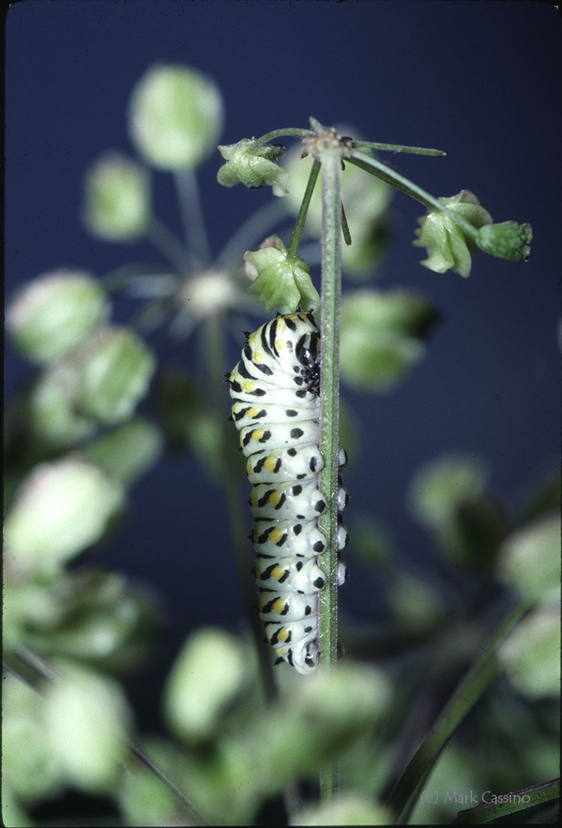 Insects and Spiders