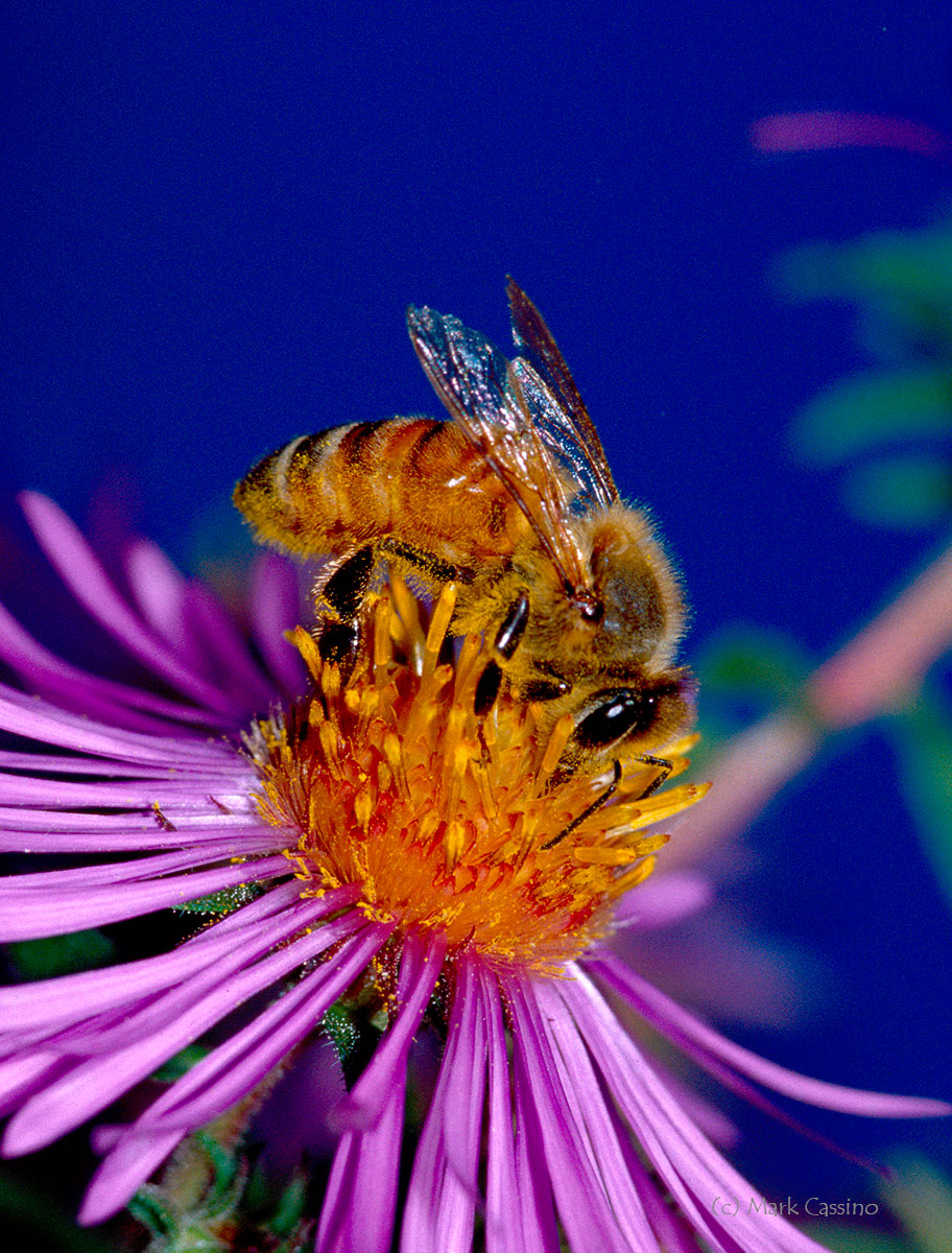 Insects and Spiders