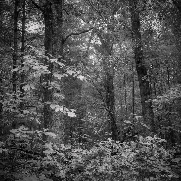 Allegan Forest Series