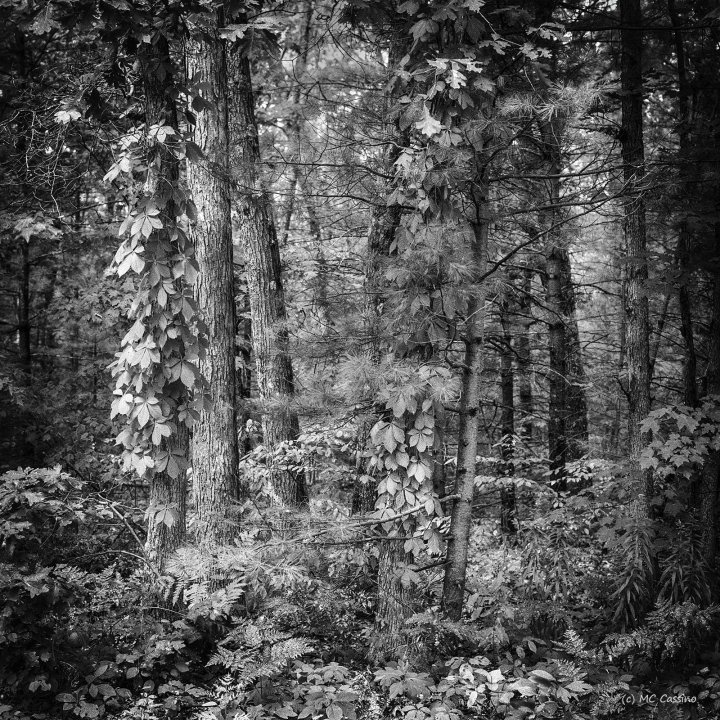 Allegan Forest Series