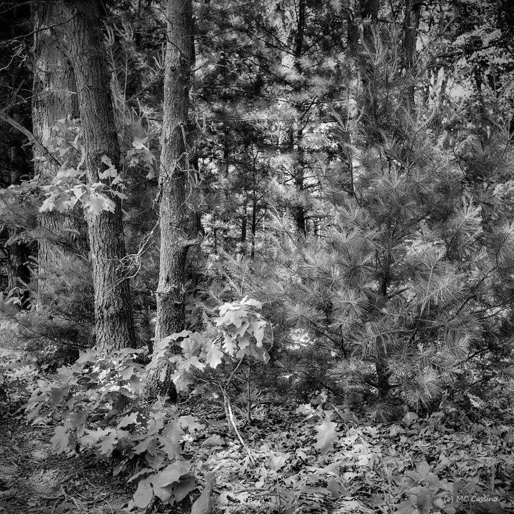 Allegan Forest Series