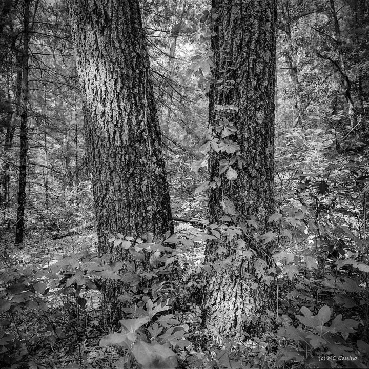 Allegan Forest Series