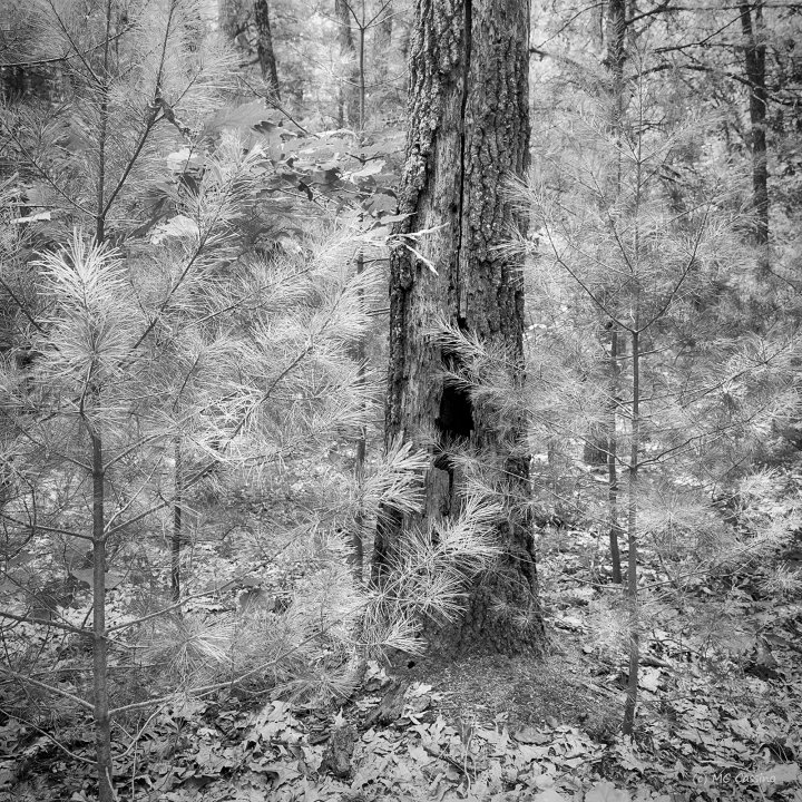 Allegan Forest Series